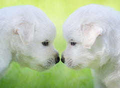 Puppies