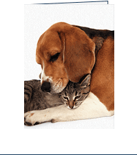 Image of front of Comfort Card: Pet with a picture of a cat and a dog snuggled together